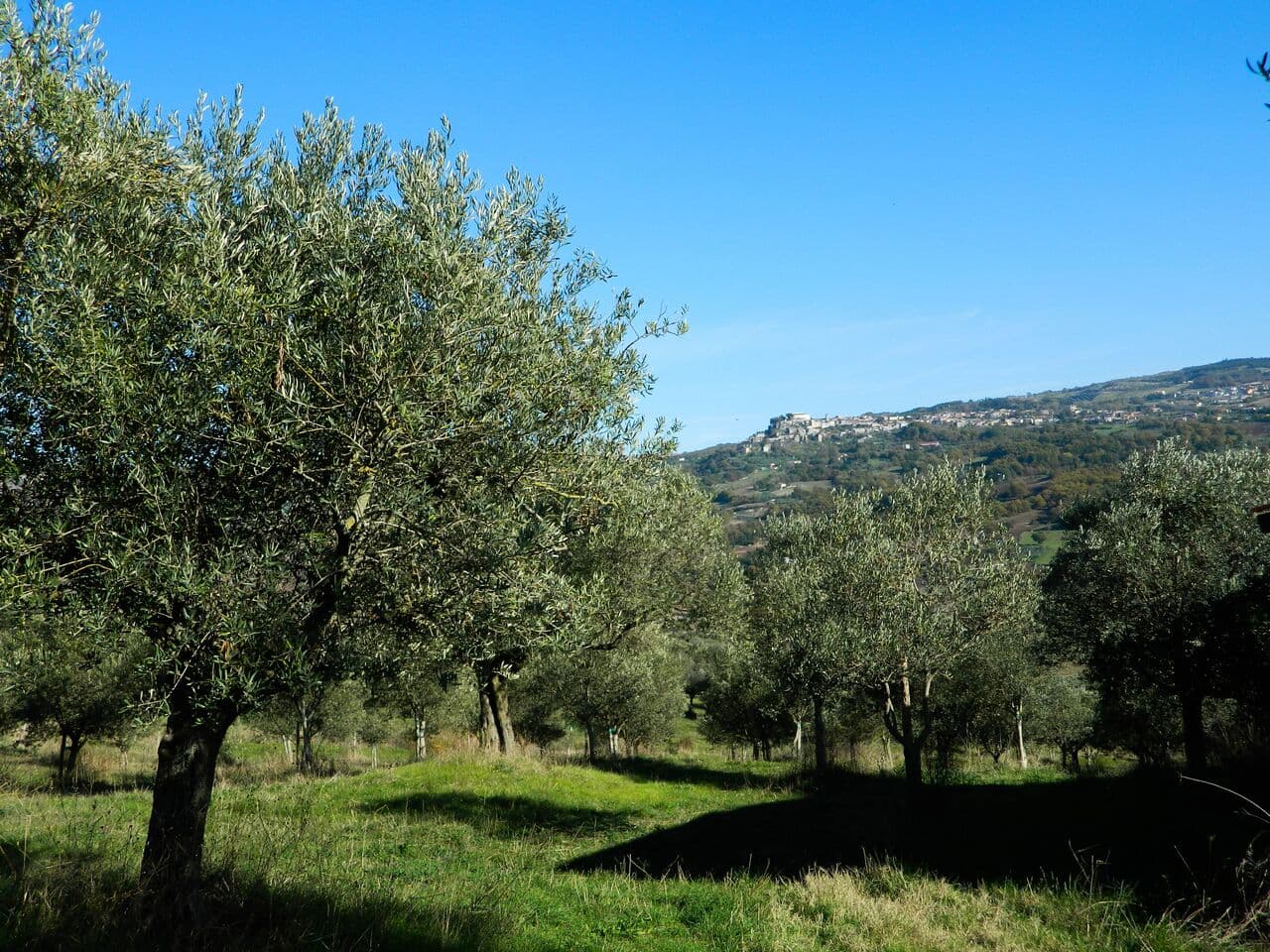 Olivicola Cassetta — foto galleria 1