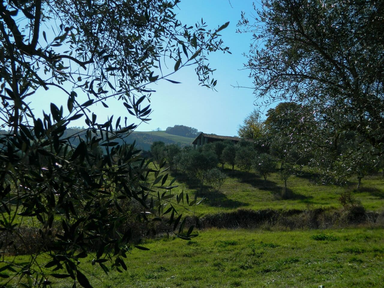 Olivicola Cassetta — foto galleria 3