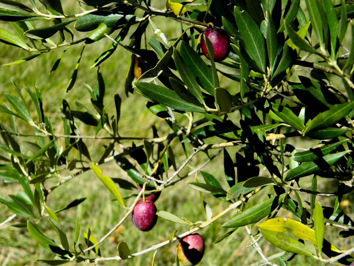Olivicola Cassetta — foto galleria 6