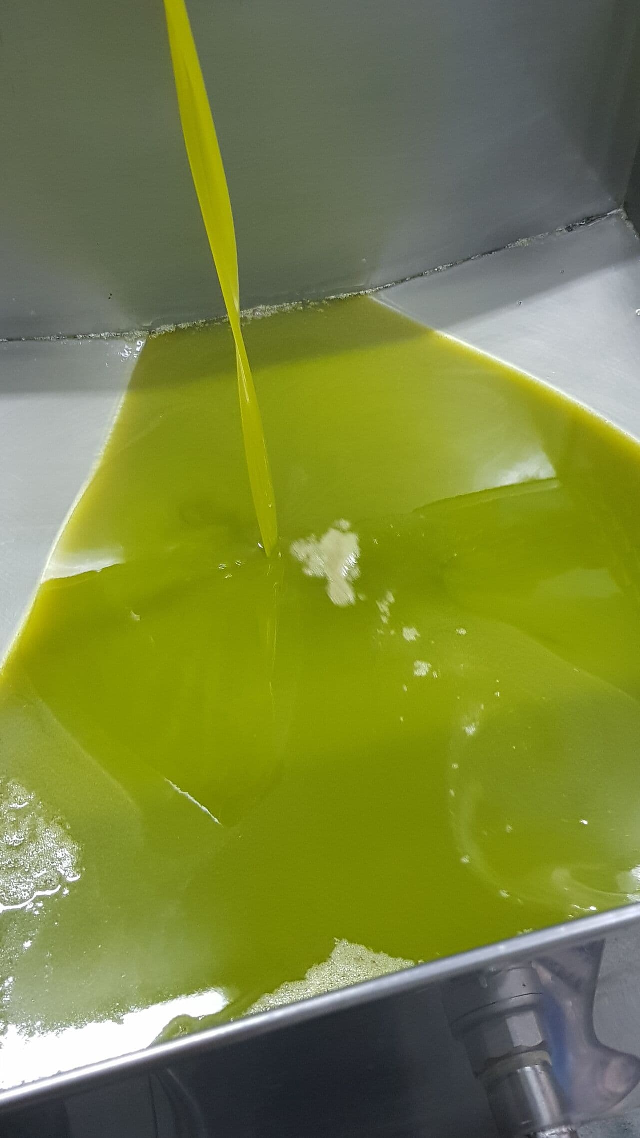 Olivicola Cassetta — foto galleria 14