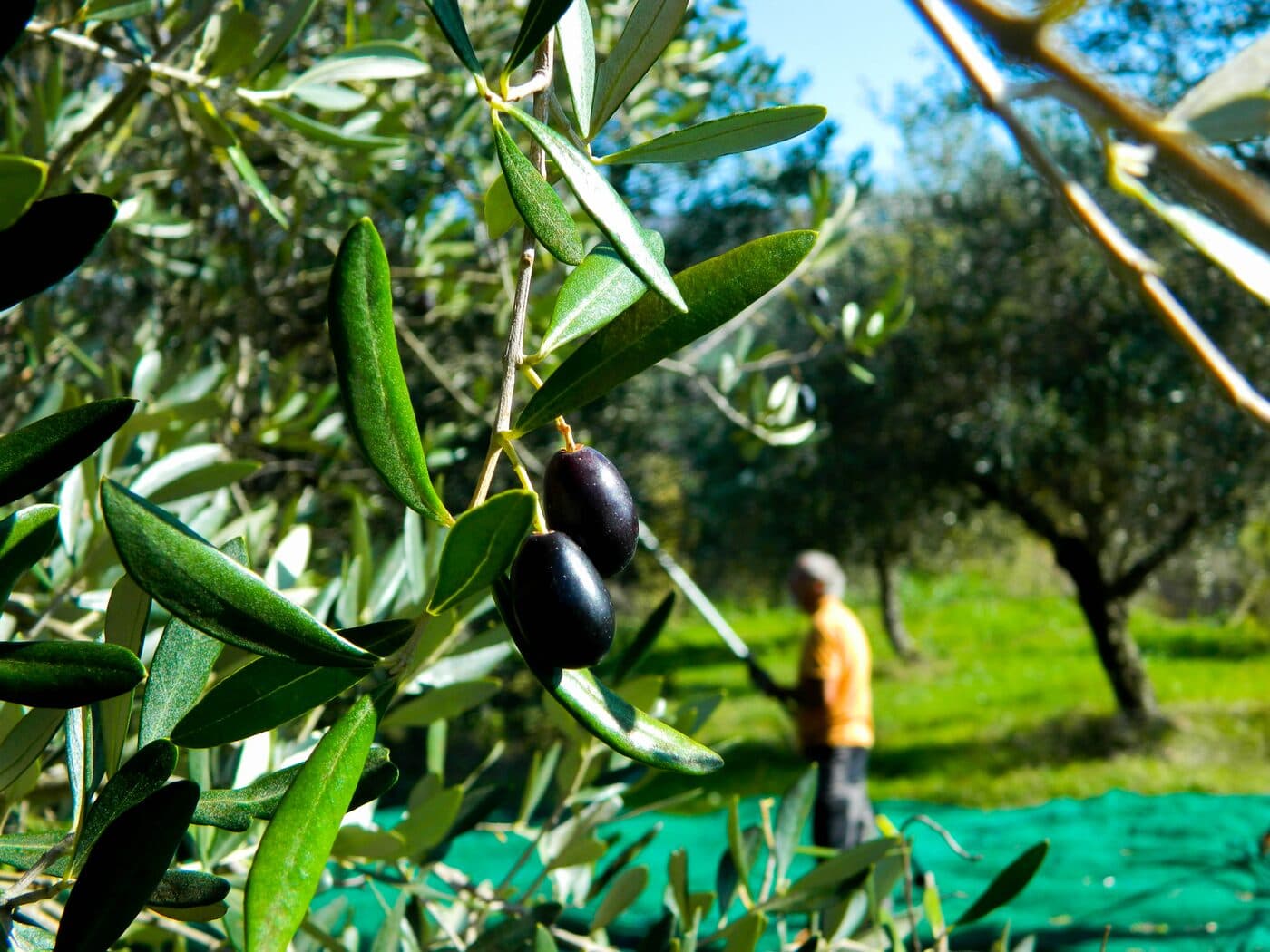 Olivicola Cassetta — foto galleria 16