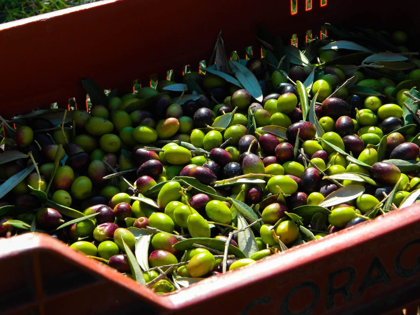 Olio extravergine, vergine, lampante, raffinato, sansa: come si classificano gli oli di oliva