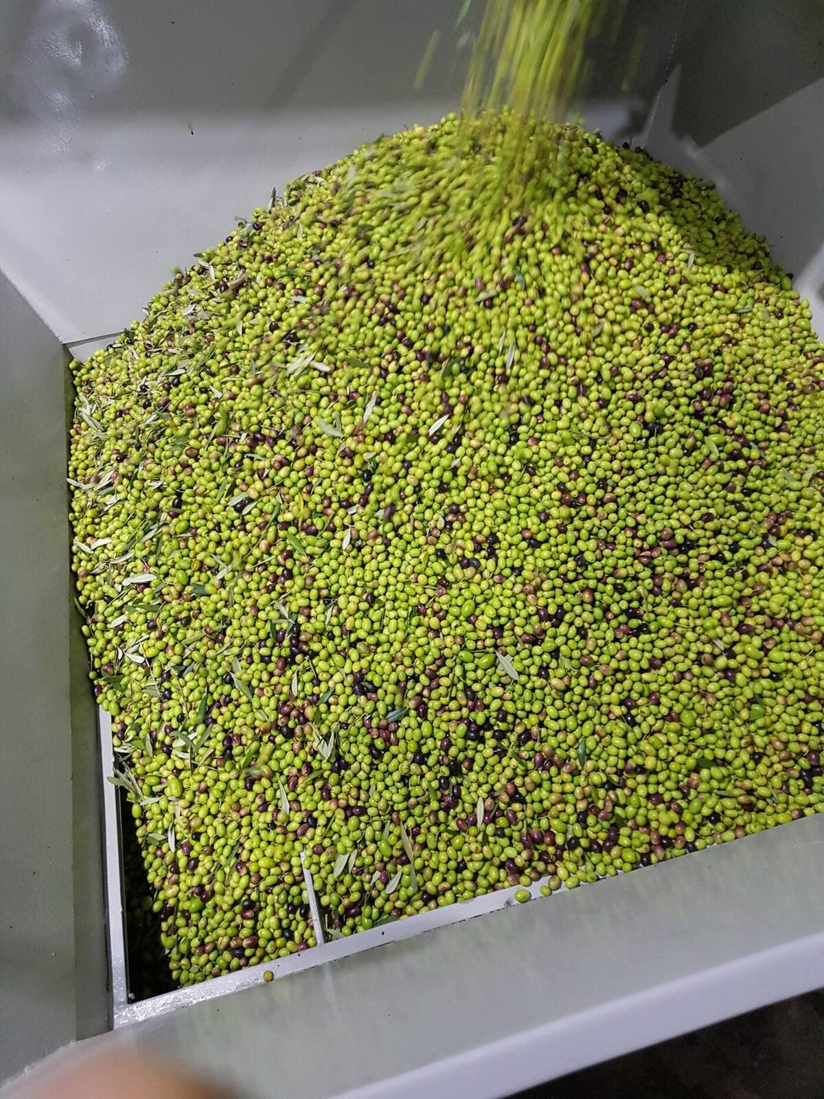 Come si fa l'olio extravergine: dalla raccolta alla bottiglia, ogni passaggio