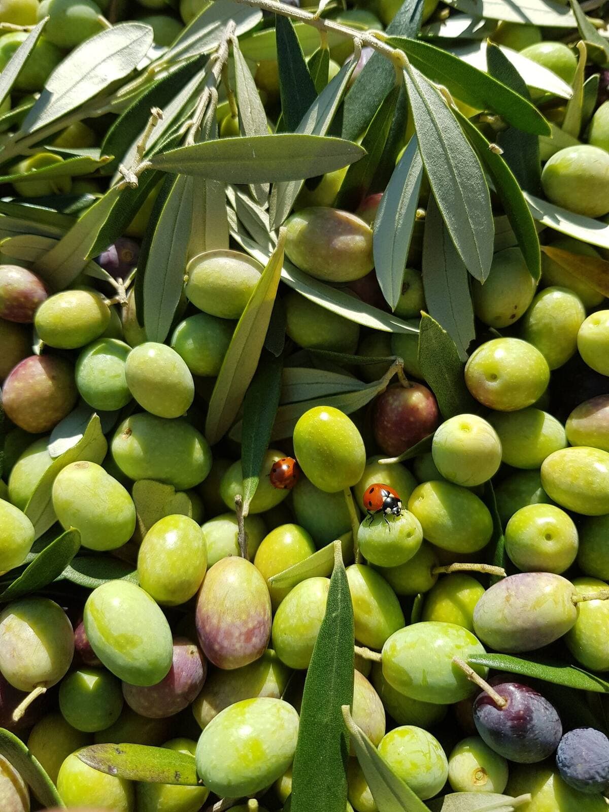 Polifenoli dell'olio extravergine: cosa sono, dove si trovano, perché contano per la salute