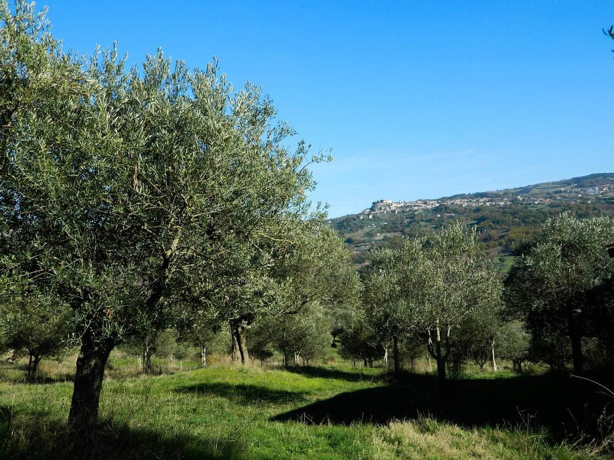 Olio extravergine biologico del Sannio: la guida completa