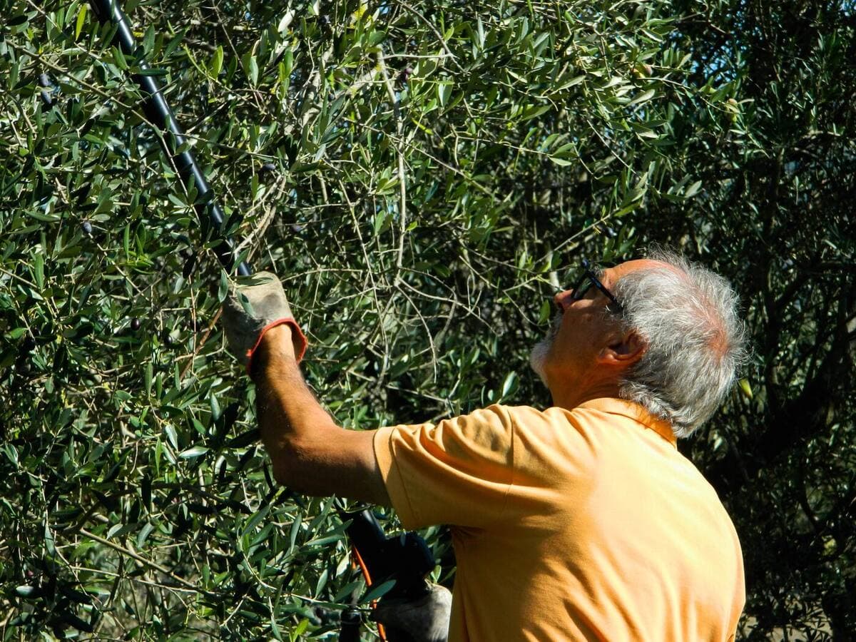 Acidità dell'olio extravergine: cosa indica davvero (e perché non si sente)