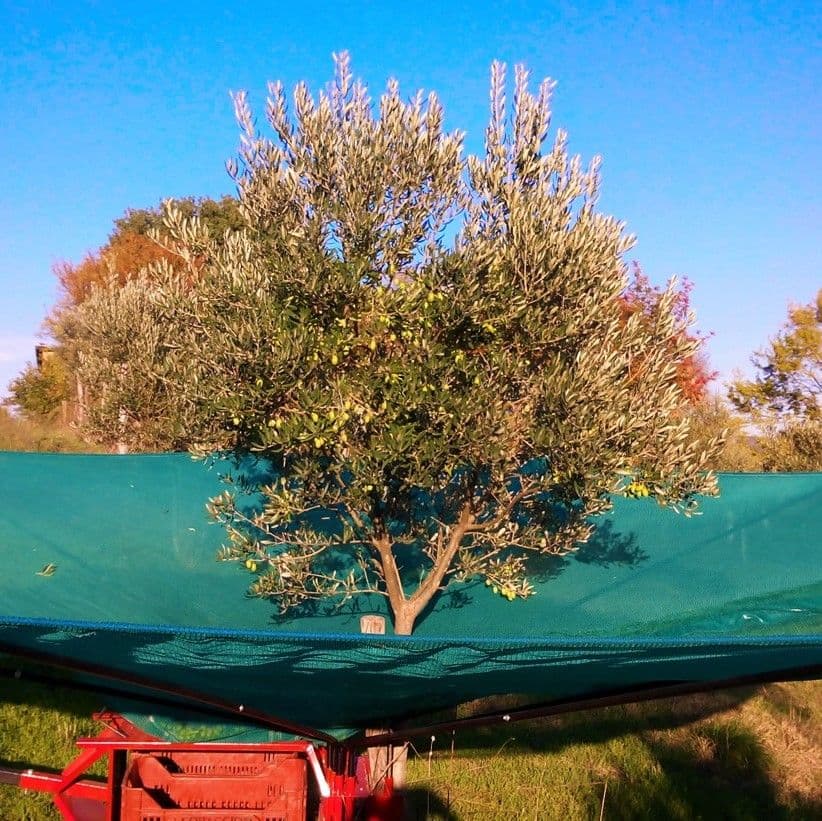 7 luoghi comuni sull'olio extravergine di oliva, sfatati dal produttore