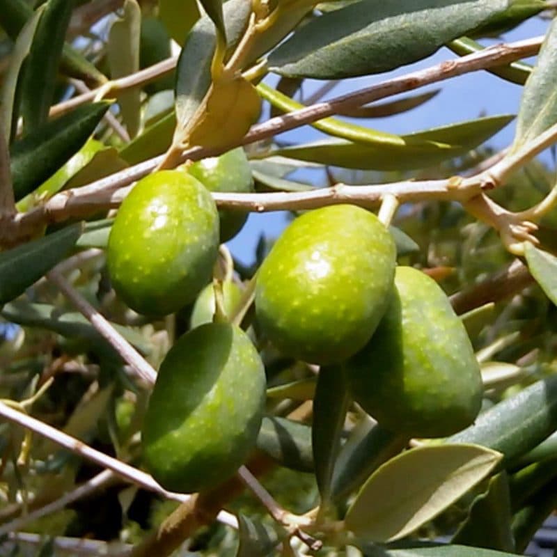 L'azienda